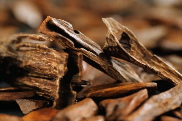 Oud – Agarwood
